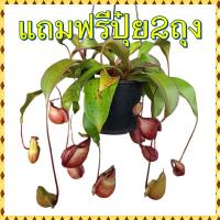 ราคา ต้นไม้กินแมลง ต้นหม้อข้าวหม้อแกงลิง (22018802489)