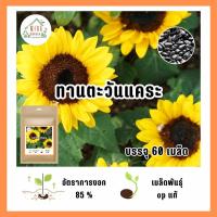 ราคา เมล็ดทานตะวันแคระ50เมล็ดแถม10เมล็ด ขายส่งเมล็ดพันธุ์ทานตะวันแคระ (12974771223)