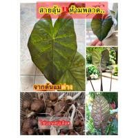 ราคา (ไข่1ใบ) ไข่บอนสบู่เลือด บอนสบู่เลือด บอนดำสบู่เลือด ไข่ ต้น หัว / เกษตรบ้านสวน (10171699995)