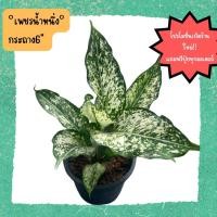 ราคา ต้นเพชรน้ำหนึ่ง อโกลนีมา เพชรน้ำหนึ่ง ไม้ประดับสวยงาม ใบลายสวย (21062849009)
