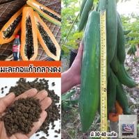 ราคา เมล็ดพันธุ์มะละกอแก้วกลางดง ลูกใหญ่ ยาว ลำต้นเตี้ย รสชาติเด็ดขาดนัก เมื่อผลสุกเนื้อเหนียวแน่น (25805432497)