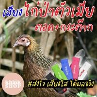 ราคา เสียงต่อไก่ป่าตัวเมีย ตอดสลับกระต๊าก ยั่วๆ เรียกไก่ตัวผู้ เมม แฟลชไดรฟ์ ไม่มีโฆษณา มีเก็บเงินปลายทาง (3677928621)