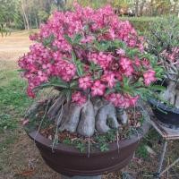 ราคา ชวนชมสายพันธุ์การละแม ลูกค้าสามารถทักแชทเพื่อสอบถามรายละเอียดเพิ่มเติมได้นะครับ (27571449616)