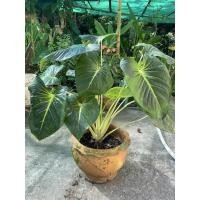 ราคา ว่านเสน่ห์จันทร์ขาว ใบด่าง ต้นใหญ่ สูง 3ฟุต (8390549690)