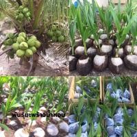 ราคา พันธุ์มะพร้าวน้ำหอมแท้ 100% (24277101673)