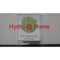 ราคา จำหน่าย เมล็ดพันธุ์ ผักสลัด กรีนโอ๊ค ( Green Oak ) ชนิดแบบเคลือบเมล็ด 1 ชุดมี 20 เมล็ด (6220852902)