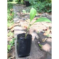 ราคา กล้วยน้ำว้าปากช่อง 50 เพาะเลี้ยงเนื้อเยื่อ ปลอดหนอนกอ (4342831874)