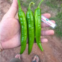 ราคา เมล็ดพันธุ์พริกเขียวยำพริกชี้ฟ้าใหญ่(Red chilli pepper) (28654817553)