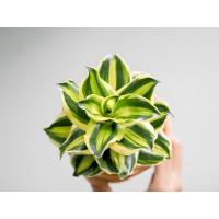 ราคา ต้นวาสนาพันธุ์แคระ Draceana dwarf ต้นไม้มงคล (7948597481)