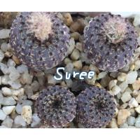 ราคา เมล็ดเฟเรีย เฟโอดิสก้า 50 เมล็ด (2155794460)