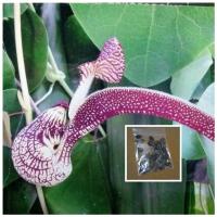 ราคา เมล็ดว่านไก่ฟ้าพญาลอ 50 เมล็ด/9 บาท (7581420350)