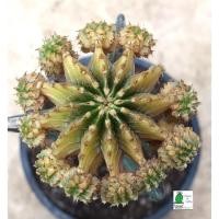 ราคา แคคตัส LB2178แท้ Gymnocalycium mihanovichii LB2178 ‘Agua Dulce’ (Yellow.) (8864346966)
