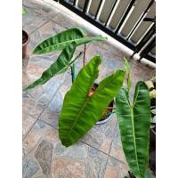 ราคา ฟิโลเดนดรอนก้านส้ม (PHILODENDRON BILLIETIAE CROAT) หรือฟิโลก้านส้ม (14525059417)