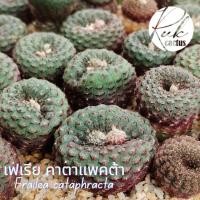 ราคา เฟเรีย คาตาแพคต้า / Frailea cataphracta (5278033128)