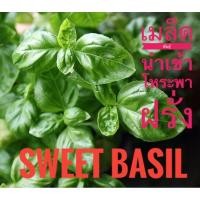 ราคา เมล็ด​พันธุ์​นำเข้า​ โหระพา​ฝรั่ง​ (Sweet​ ​basil)​ 30 เมล็ด (4987980922)