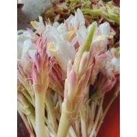 ราคา หัวพันธุ์ดอกกระเจียวขาวป่า (23135972911)