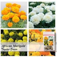 ราคา ดอกดาวเรืองแอฟริกัน Tagetes Erecta 20 เมล็ด (ชื่ออื่นๆ ดอกดาวเรืองอเมริกัน, ดอกดาวเรืองเม็กซิกัน) สีขาว เหลือง หรือส้ม (44058218815)