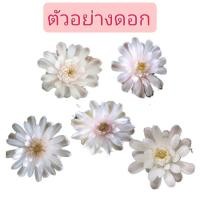 ราคา ยิมโนเชื้อด่างไม้เมล็ด (17826786588)