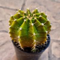 ราคา ยิมโน ไม้ชำหน่อ (Gymnocalycium mihanovichii) (15240860071)