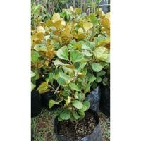 ราคา ต้นสาริกาลิ้นทอง ต้นสาริกาลิ้นทองเป็นไม้มงคลปลูกไว้เสริมบารมี (6148575056)