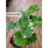ราคา ต้นเล็บครุฑด่าง ไม้มงคล (8965620840)