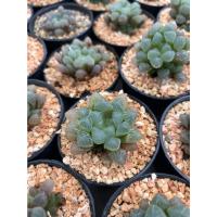 ราคา แคคตัส กระบองเพชร หยดน้ำ ฮาโวเทีย haworthia กระถางขนาด 3 นิ้ว (16324694853)