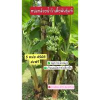 ราคา หน่อกล้วยน้ำว้าเตี้ย 5 หน่อ450฿ (42302128039)