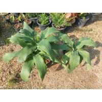 ราคา ต้นวาสนา (ไม้มงคล) เสริมโชค วาสนา (26275132751)