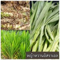 ราคา พันธุ์หญ้าหวานอิสราเอล 50ท่อน (27401701060)