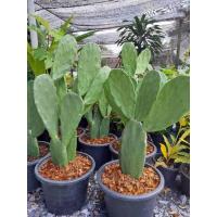 ราคา โอพันเทีย หูกระต่าย ใบเสมา กระถาง 10 นิ้ว //// แคคตัส กระบองเพชร หูกระต่าย (40373768859)