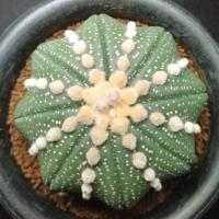 ราคา แอสโตรไฟตั้ม แอสทีเรียส 8 พู โออิโบะเร็นเซ เว้าแบนๆ Astrophytum (28824583831)