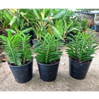 ราคา บันไดเศรษฐี(ว่านตีนตะขาบ) : ต้นไม้มงคล (4640162814)