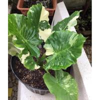 ราคา หูช้างด่างขาว ไม้ด่างสวยๆปลูกประดับบ้านประดับสวน (20247725763)