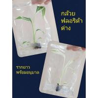 ราคา กล้วยฟลอริด้าด่าง ในถุง พร้อมอนุบาล (16919680713)