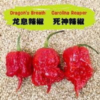 ราคา พริกเผ็ดดดดดดที่สุดในโลก!!ถูกที่สุด 100 เมล็ด carolina reaper ☘️ปลูกง่าย ขึ้นไว เผ็ดที่สุด (57402004346)