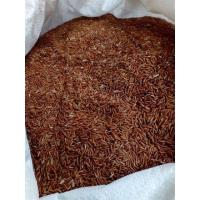 ราคา ข้าวกล้องสังข์หยดพัทลุง (19119725320)