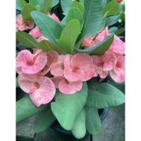 ราคา โป๊ยเซียนเศรษฐีพระราม2กระถาง2นิ้วดอกใหญ่ดอกดก (42567048399)