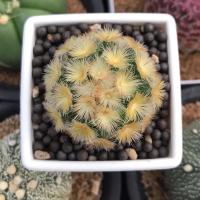 ราคา คามิเน่บุดดา สีทองเหลือง Mammillaria carmenae buddha บุดดาค่า (9640443122)