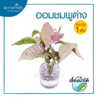 ราคา ออมชมพูด่าง(จำนวน 1 ต้น) เลี้ยงน้ำได้ Pink spot Syngonium ต้นไม้ ออมชมพู ไม้ฟอกอากาศ (17921248231)