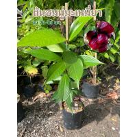 ราคา ต้นชมพู่ ชมพู่มะเหมี่ยว ผลของชมพู่มะเหมี่ยวจะมีความหนา เนื้อนุ่ม หอม และมีรสชาติหวานอมเปรี้ยว (29739320206)