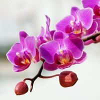 ราคา 50SEEDS เมล็ดกล้วยไม้ฟาแลนนอปซิส ฟาแลนนอปซิส Phalaenopsis Orchid Seeds พันธุ์ดอกไม้ ต้นไม้มงคลผลผลิตสูง (55001514627)