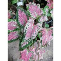 ราคา บอนสี​ ฮกหลง​ ขายต้นอ่อน (12922255884)