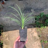 ราคา ต้นกล้าแซ่ม้า พันธุ์นอก (Beaucarnea recurvata) สูง 15 ซม. ใบเรียวกว่าทั่วไปสวยมาก (17959890554)