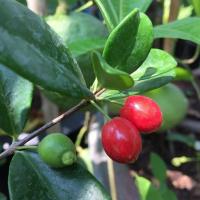 ราคา ต้นเชอรี่ ออสเตรเลีย ต้นเชอร์รี่ บีช ไม้นอก แต่ติดดอกออกผลในไทยได้ดี สีสวย ลำต้นสูง 60-70 ซม (8321138264)