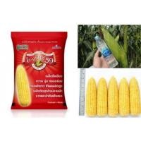 ราคา เมล็ดพันธุ์ข้าวโพด เมล็ดพันธุ์ข้าวโพดหวาน ไฮ-บริกซ์ 59 เมล็ดพันธุ์ข้าวโพดหวานลูกผสม หวาน หอม อร่อย แบ่งขาย (16914138669)