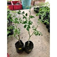 ราคา ต้นมะเขือเทศลูกแพร์สีเหลือง 2ต้น (ใช้ตอมะเขือพวง เสียบยอด) (18493223087)