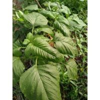 ราคา เมล็ดพันธุ์ ผักโขม พันธุ์ ยักษ์ ซองละ 29 บาท เมล็ดจากบ้านสวนปลูกต่อได้ (13703432551)