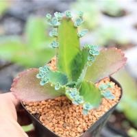 ราคา Kalanchoe Daigremontian 3 Inch Pot กุหลาบหินนำเข้า ไม้อวบน้ำ. Imported Live Succulents plant (6656313406)