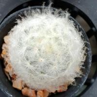 ราคา แมมขนนกขาว (Mammillaria plumosa) cactus แคตตัส กระบองเพชร (4840925223)