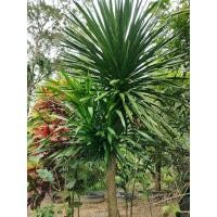 ราคา ต้นจันผาไม้มงคลปลูกง่ายสวยงาม (20693221779)